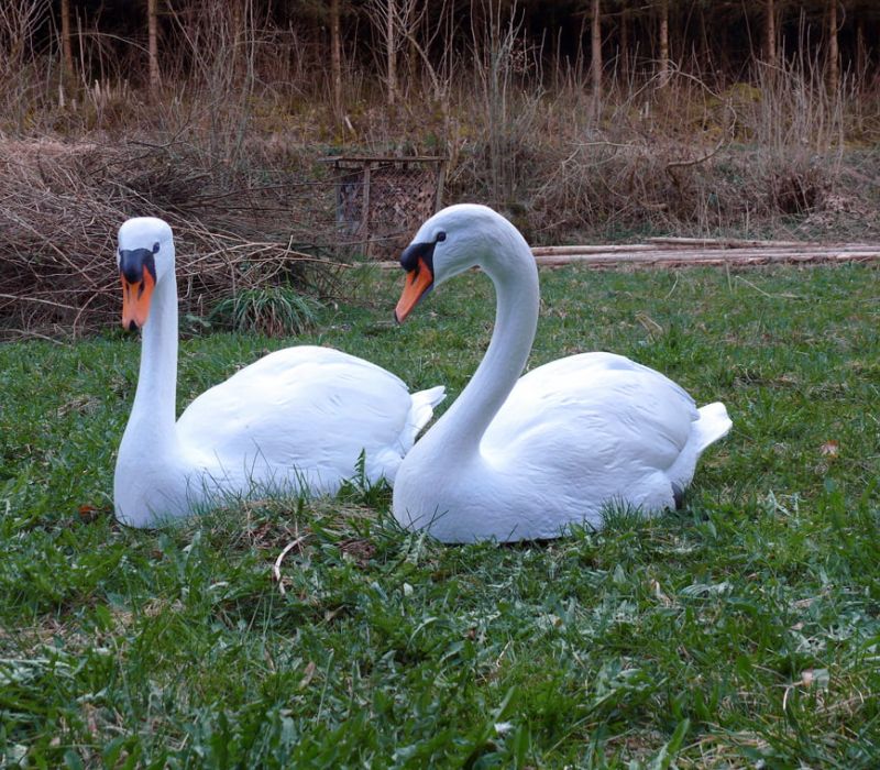 Zwei Schwäne